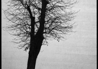 Gregor Čuk - Brez drevesa ni človeka