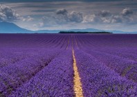© Igor Debevec, 2014 - Lavender fields IV