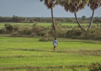 © Edo Potočnik - Riževa polja v okolici vasi Kampong Khleang, Kambodža 2018,  