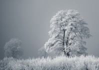 © Gregor Čuk - Zimska megla