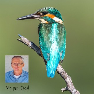 Marjan Gresl - Ptiči