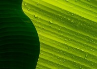 © Kristjan Vuk - Tropic