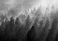 © Drago Metljak - Skrivnostni gozd 1